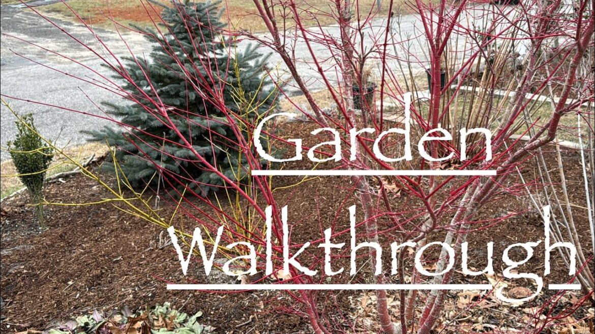 Evergreens, Winter Interest Trees - Front Yard Gardens Walkthrough 🌲January ❄️Ep30