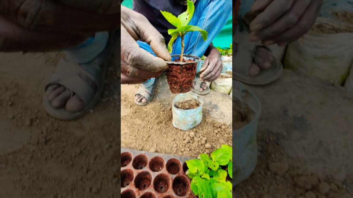 Transplanting Hibiscus Seedlings into Grow Bags🌺 #shorts Transplanting Hibiscus Seedlings into Grow Bags🌺 #shorts