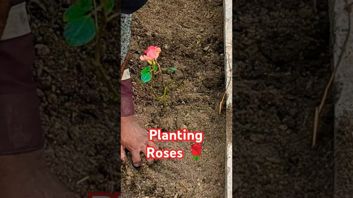 Planting Roses 🌹