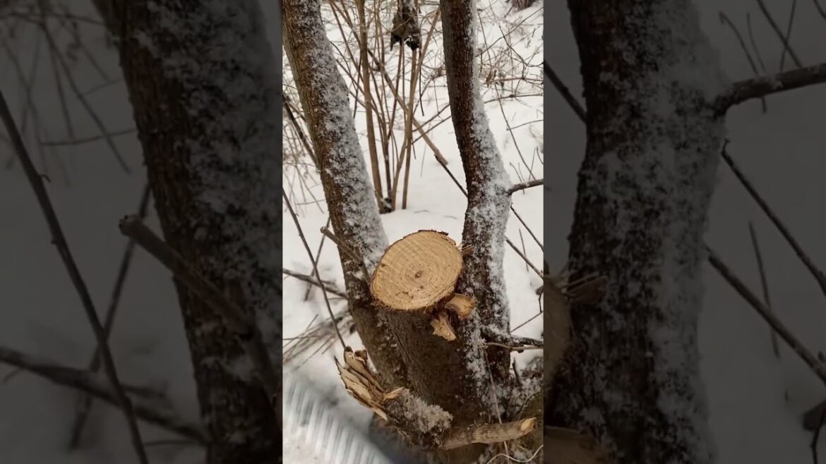 JapaneseGreatWhiteSharkPruningSaw