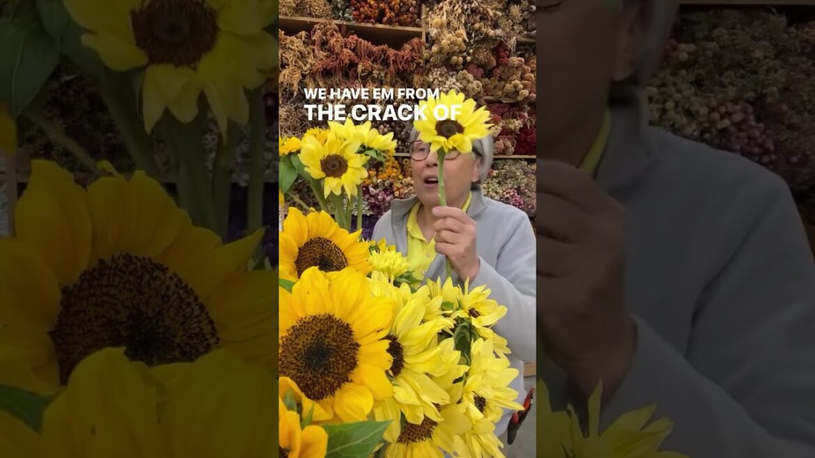 Crazy at Christmas right? But the seed starting season kicks off in just 11 days! Comment GIFT and