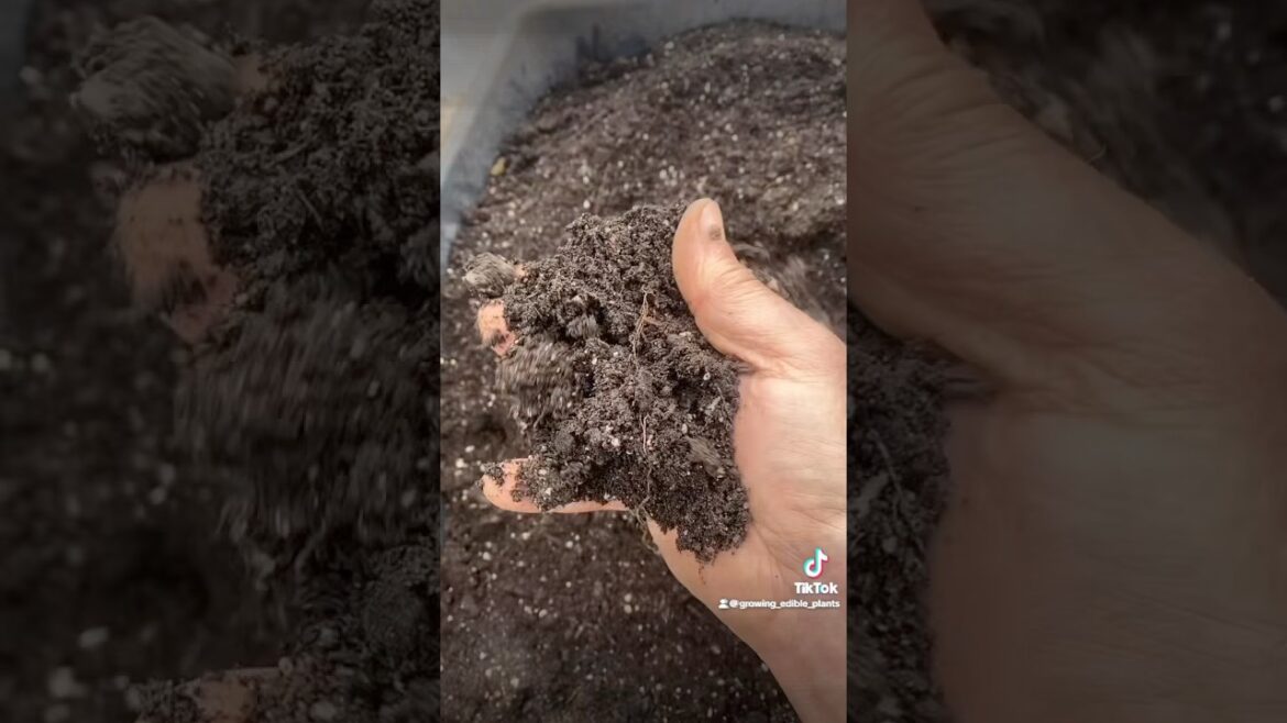 I just can’t get it out of my head #garden #Vegetable gardening#greenhouses #Growingfood#seeds