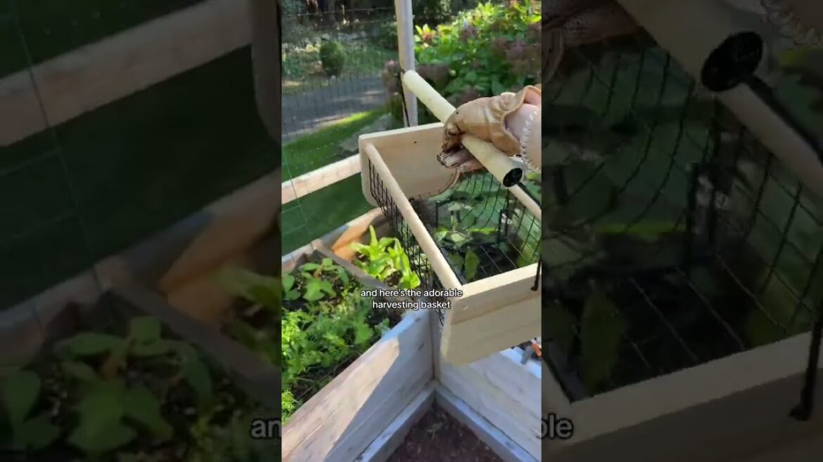 (PART 6/6) Fall in my backyard garden 🫶🥹 (PART 6/6) Fall in my backyard garden 🫶🥹