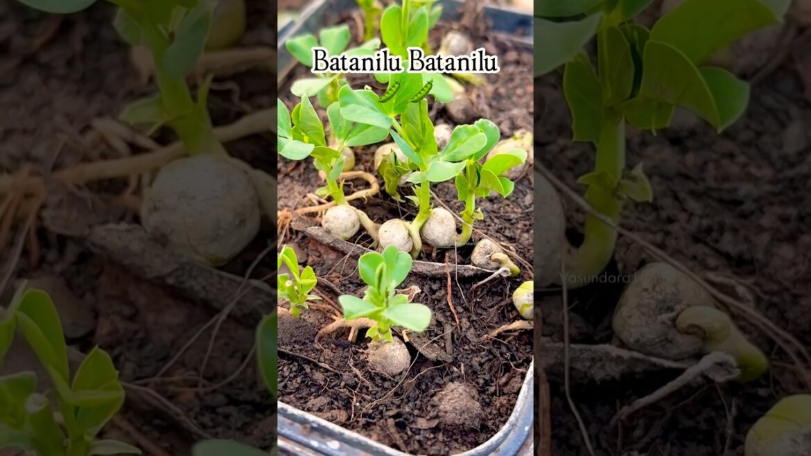 Ekkada chushna kuppalu theppala Batanilu 🫛🫛 ivi ela separate cheyali 🤔 #greenpeasplants