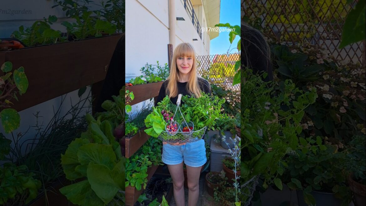 What Veggies & Fruit Can You Grow In The Shade? #balconygarden #containergarden #terracegarden