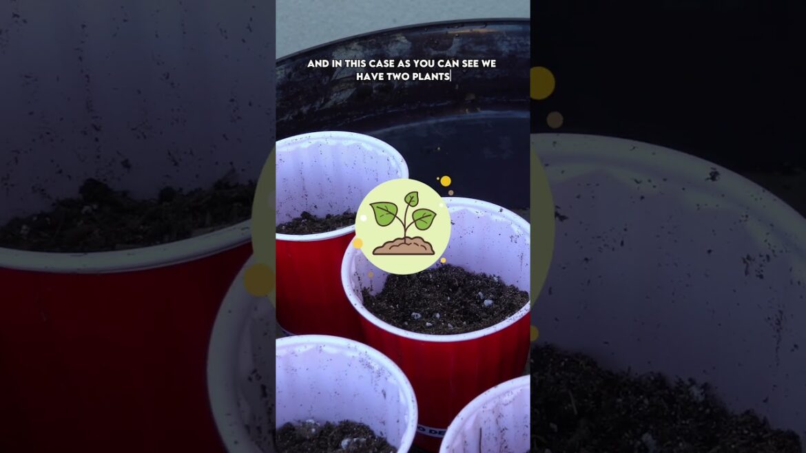 Up-Potting Seedlings! 🌱🪴 Transplanting for Stronger, Healthier Plants!