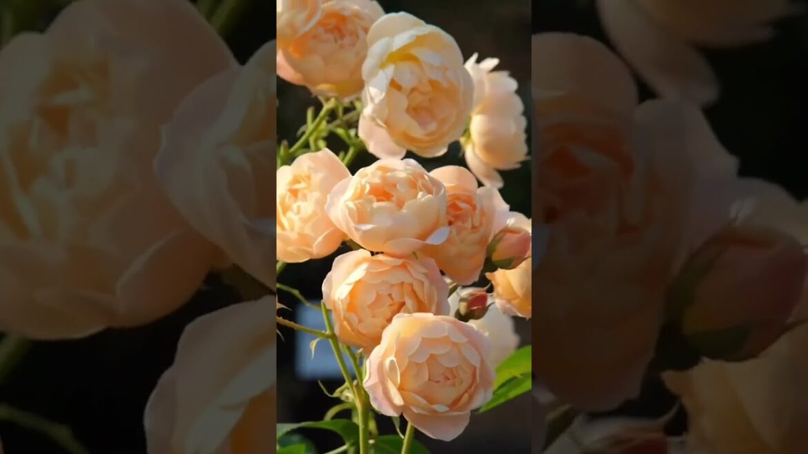 Outdoor rose plant 🌷⚘️#shorts #rose #rosegarden #roseplant #climbingplant #garden #nature #trending