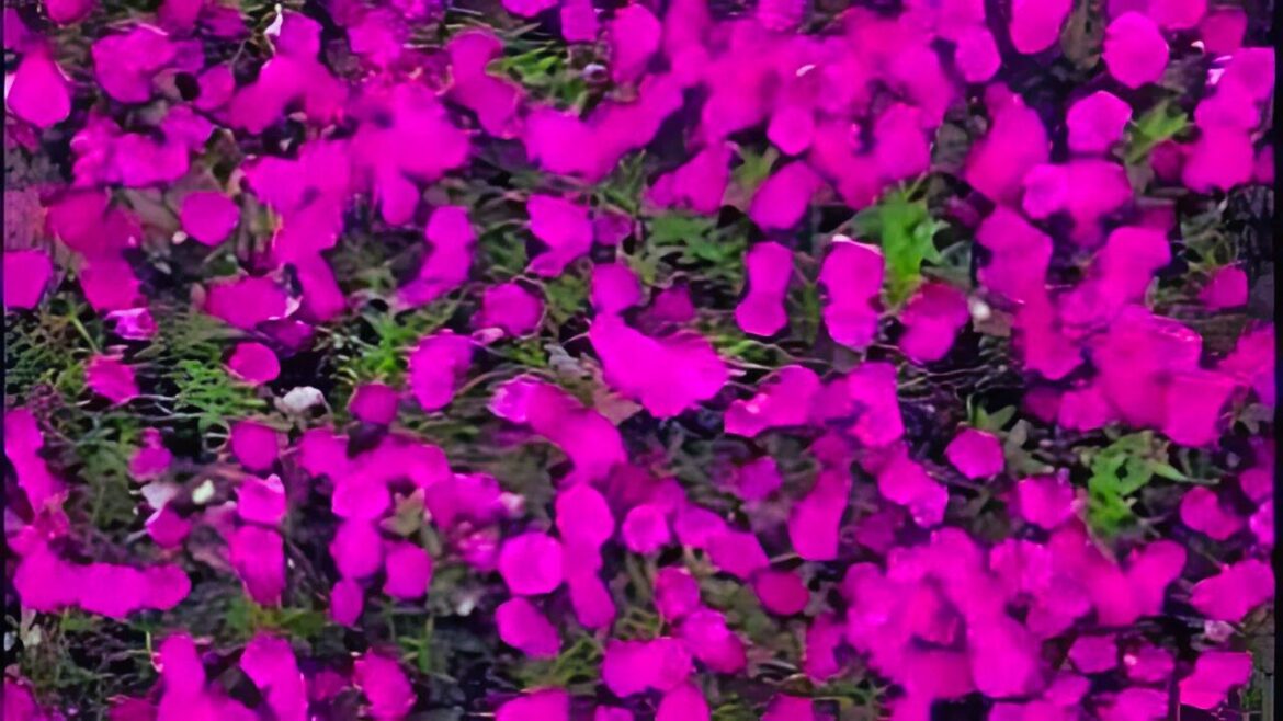 Beautiful flower garden