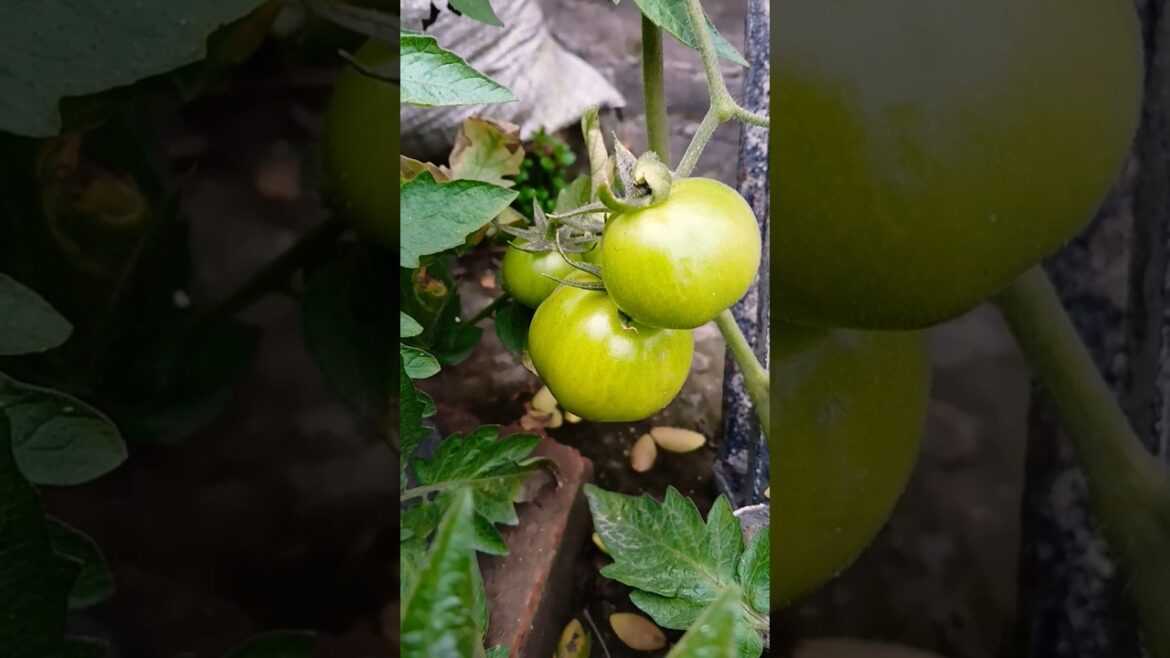 Vegetable Garden at Home #organic #garden #vegetables #shorts #trending #yt @OrganicGardening1918 Vegetable Garden at Home #organic #garden #vegetables #shorts #trending #yt @OrganicGardening1918