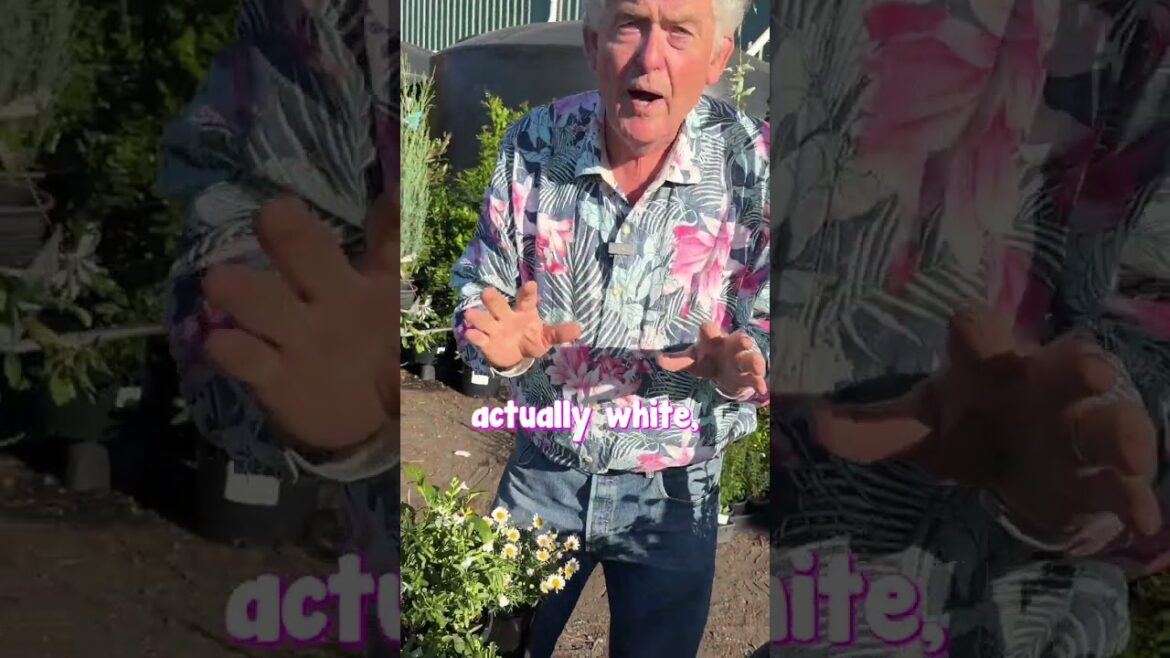 A Cottage and Hampton's Style Garden Brimming with Colour!!