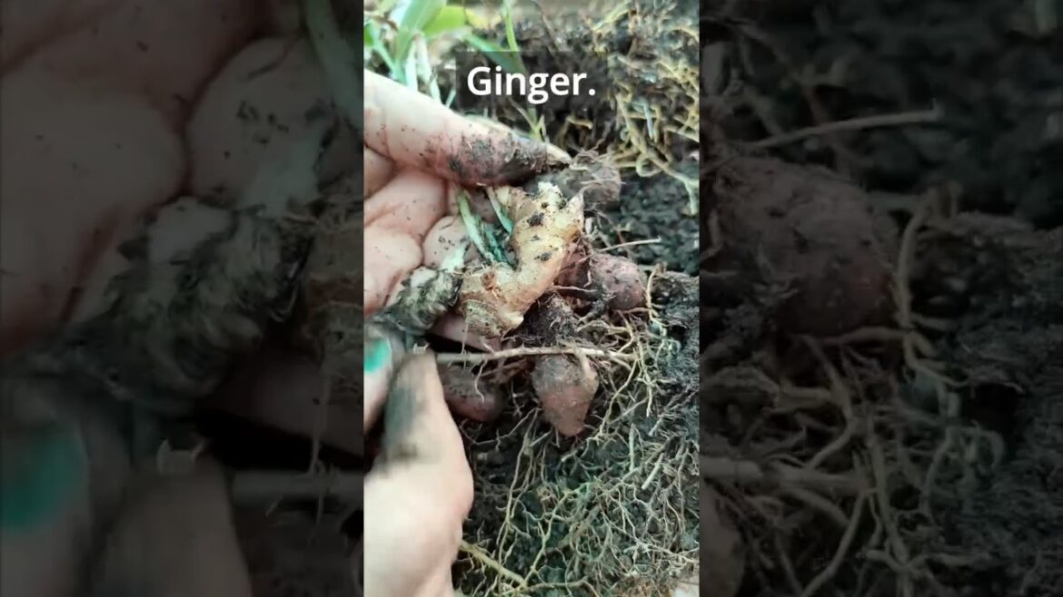 Ginger & Jimikand: Harvesting Hidden Treasures in My Garden! Ginger & Jimikand: Harvesting Hidden Treasures in My Garden!