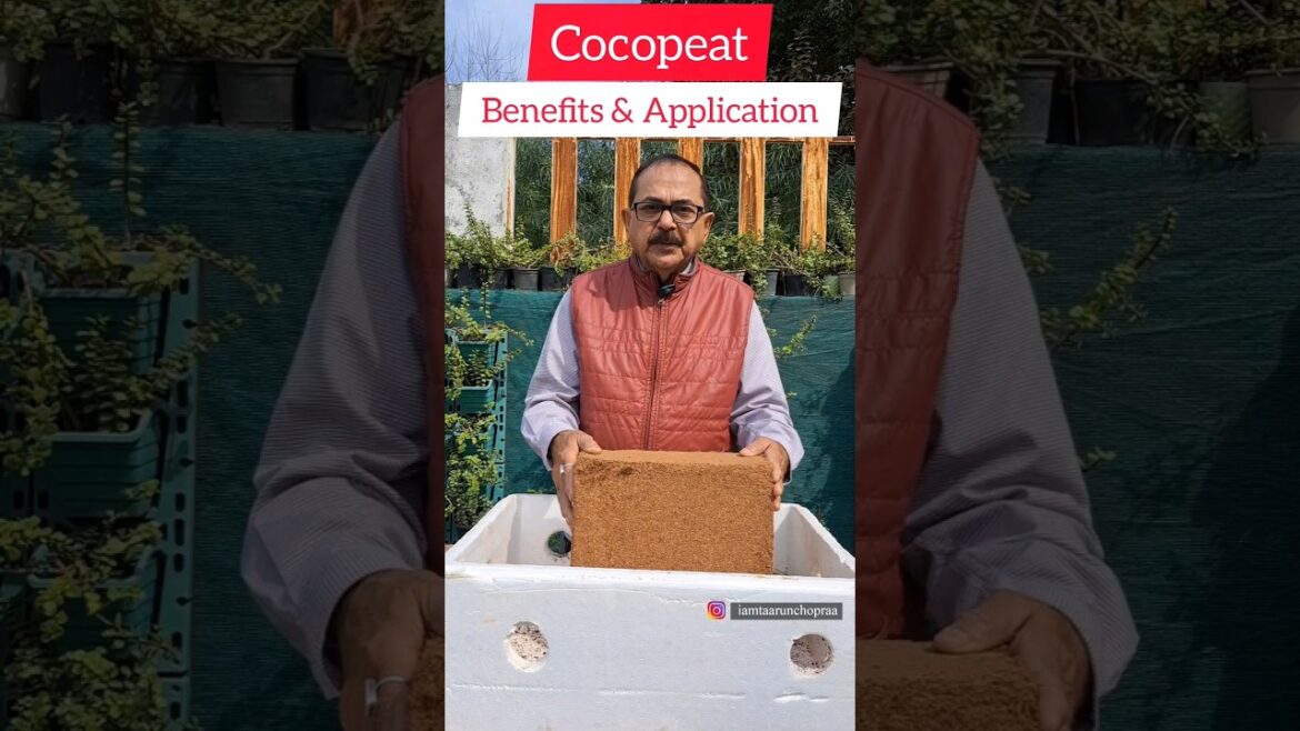 Cocopeat Uses in Gardening and its Benefits #cocopeat #gardeningtips #plants Cocopeat Uses in Gardening and its Benefits #cocopeat #gardeningtips #plants