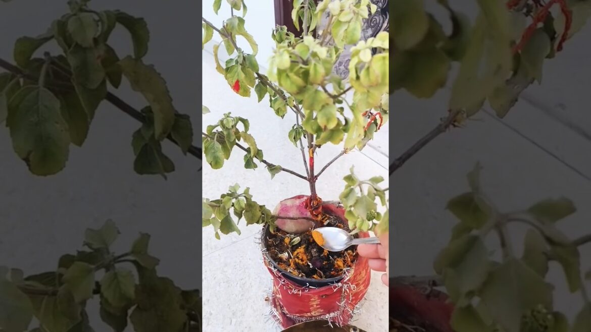 ☘️ Ghar mein tulsi ka paudha Ho to ganth bandh le ye 5 baten #motivation #garden #facts #tulsiji 🪔🙏