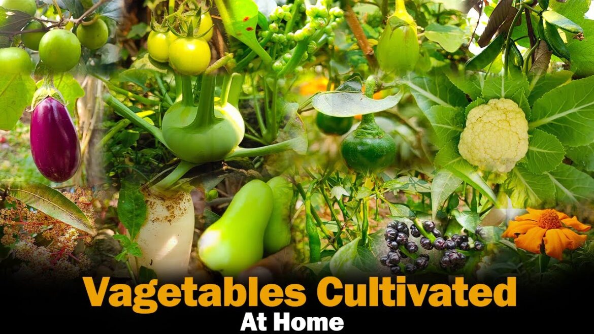 Beautiful Home Garden | বাড়ির বাগানের সবজি চাষ | How to Grow Fresh Vegetables at Home