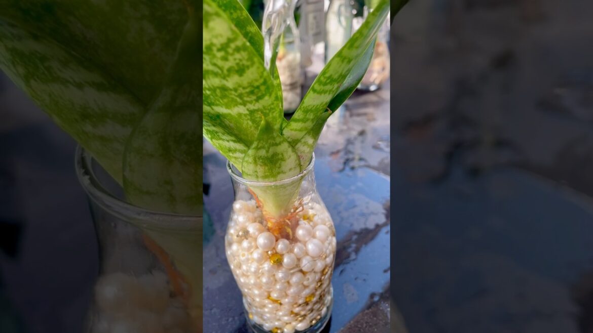 Indoor Plants Grow & Decor in Water #plantsdecor #houseplants #homedecor #diy #pearl #nature #snake