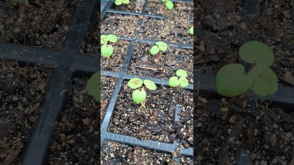 Geranium seed update