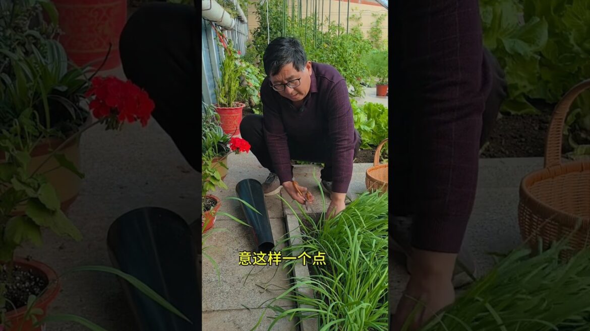 Garlic 🧄 plants cutting ✂️ and design #shots #youtubeshorts