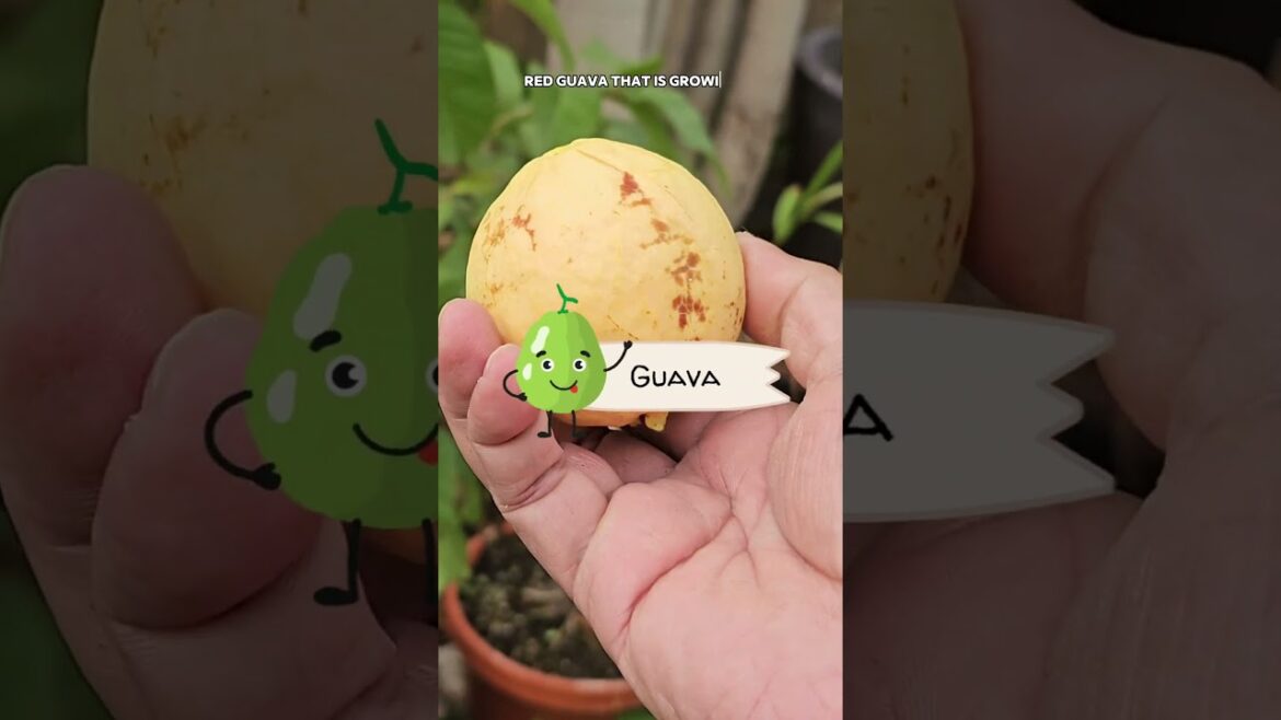 California Gardening: Winter Harvest! ❄️🥦 Picking Cauliflower, Guavas & Sweet Potatoes from the Garden! Winter Harvest! ❄️🥦 Picking Cauliflower, Guavas & Sweet Potatoes from the Garden!