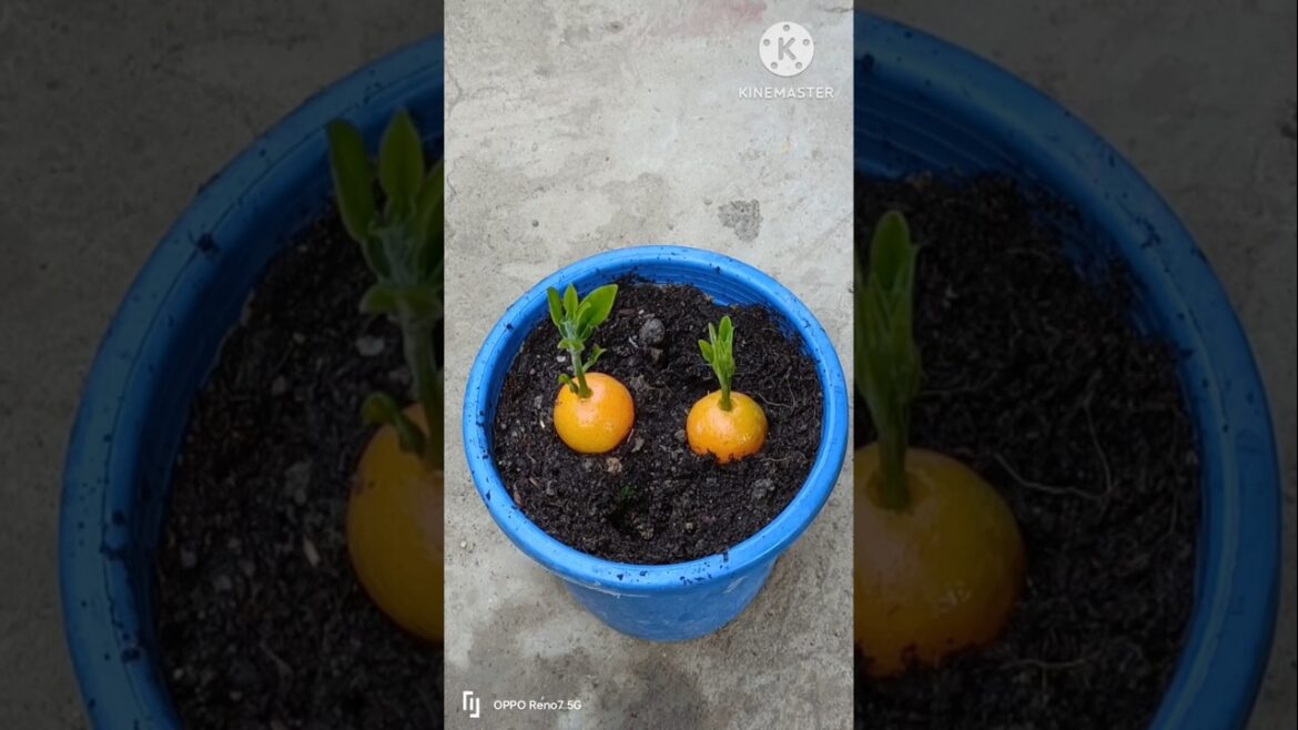 The Unbelievable Benefits of Growing Oranges with Aloe Vera #graden #grafting #syshort