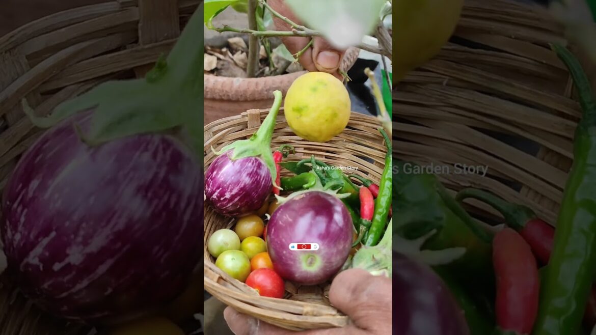 Vegetable Harvesting🍅Vegetable Harvesting Video🔥Grow Vegetables At Home✨2025#ashasgardenstory#shorts