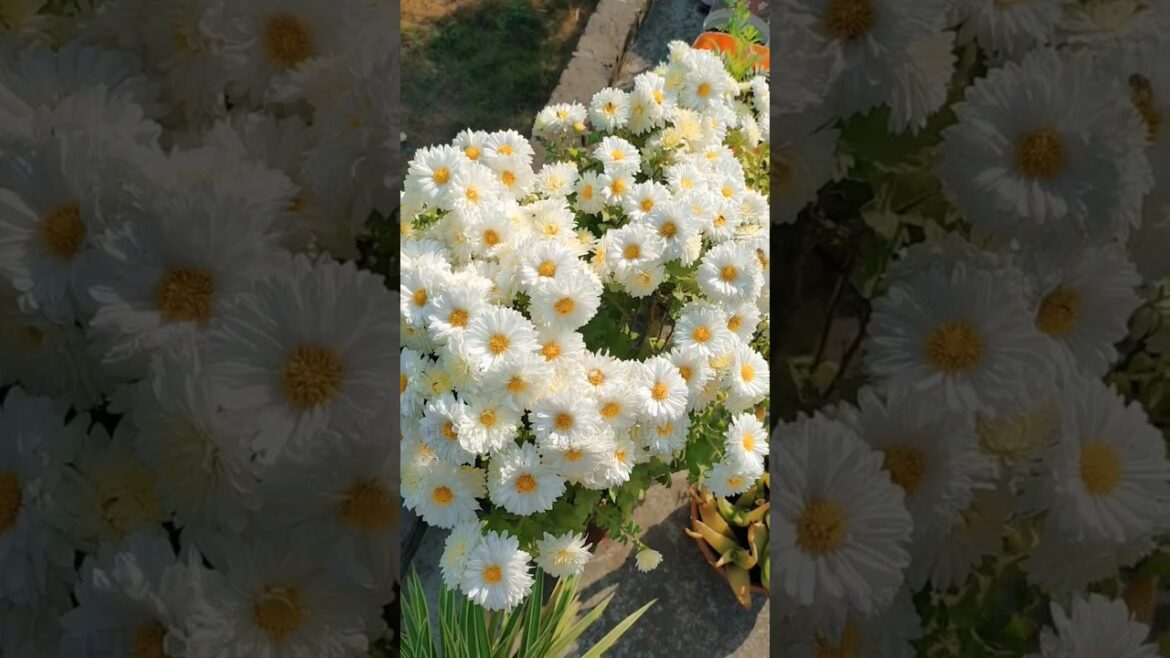How to grow chrysanthemum plant | guldaudi plant care #shorts #chrysanthemum #guldaudi #gardening