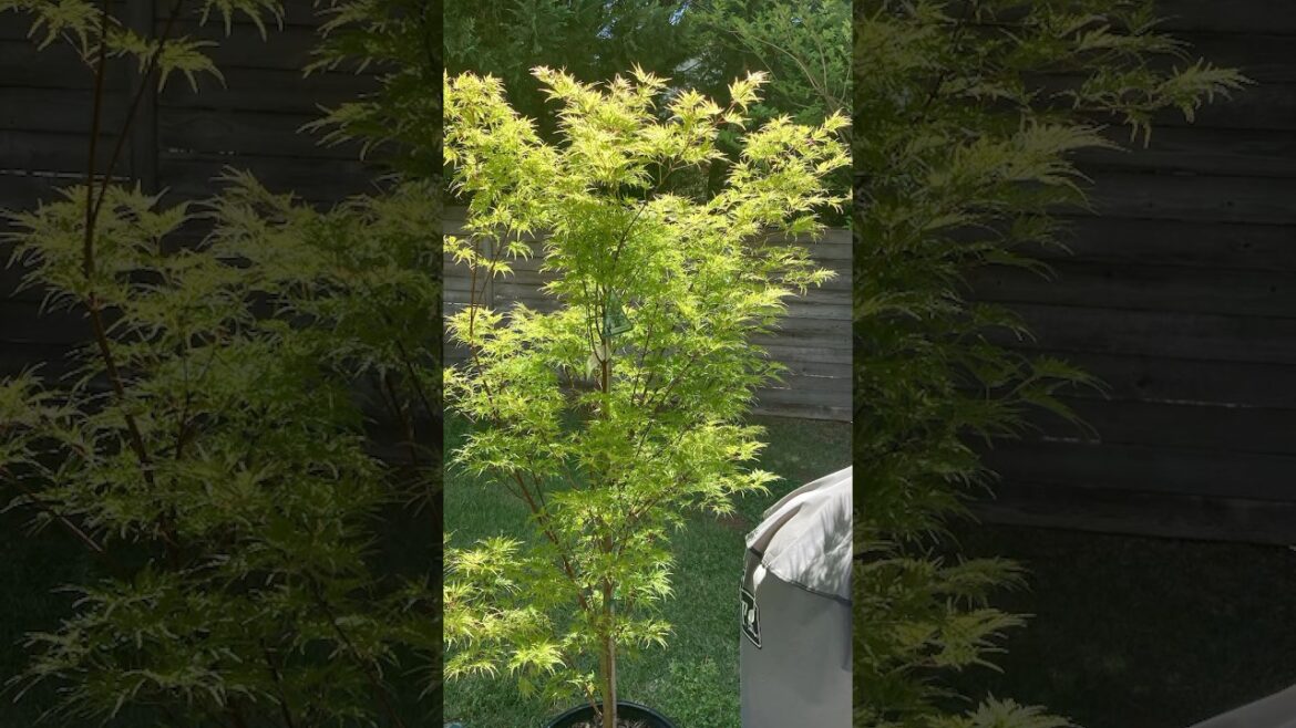 Japanese maple #home #homegardening #garden#gardening#flowers#home