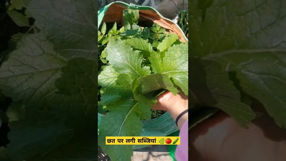 This Sound is...❤️ | Terrace Vegetable Garden | #organic #garden #leafygreens