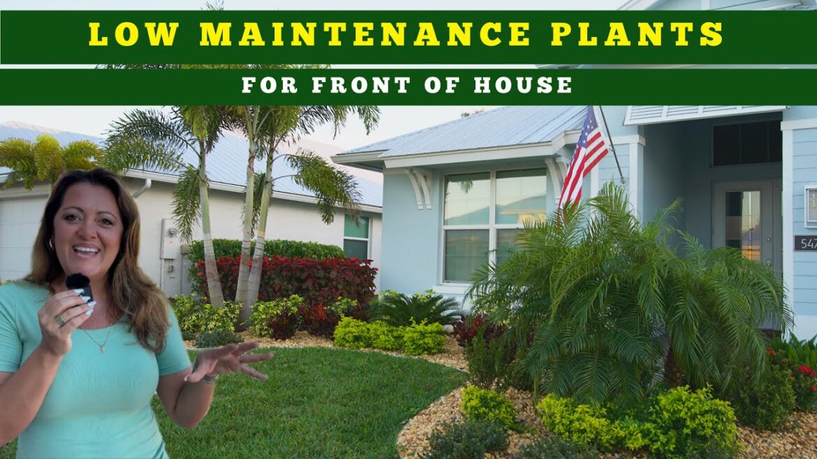 The Best Low Maintenance Plants for Your Florida Garden The Best Low Maintenance Plants for Your Florida Garden