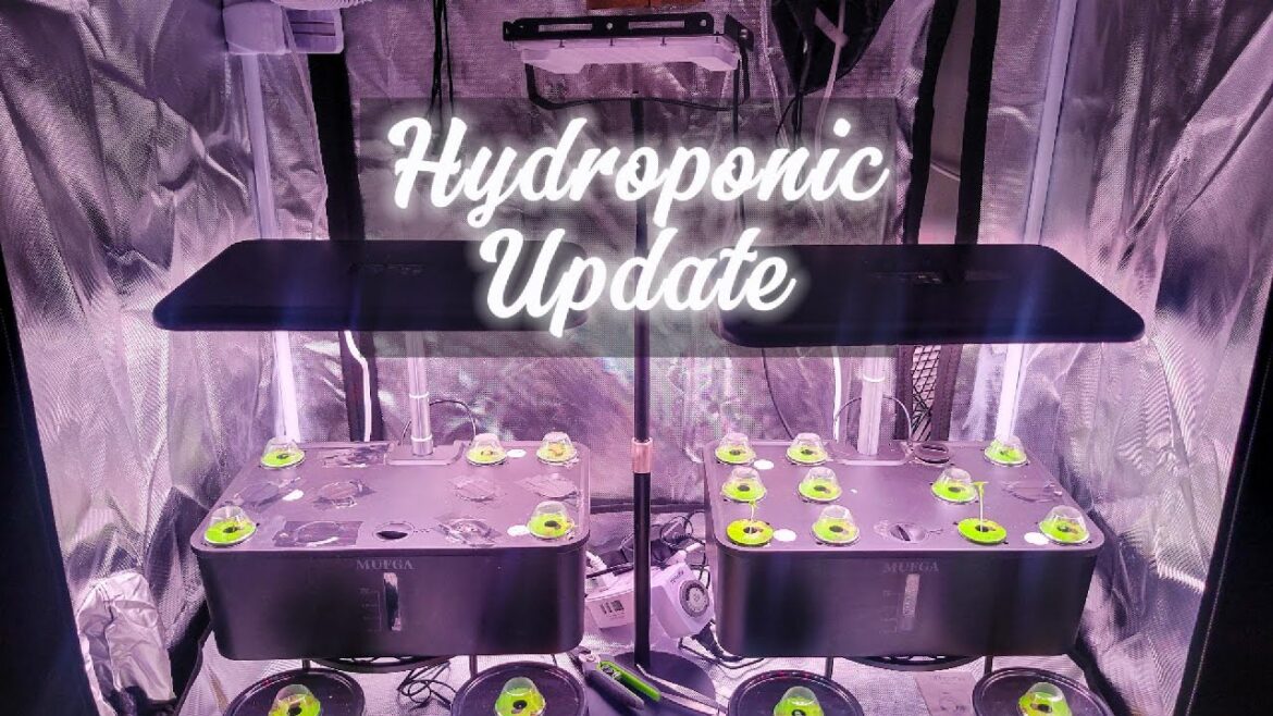 Mufga Hydroponic Weekly Update Mufga Hydroponic Weekly Update