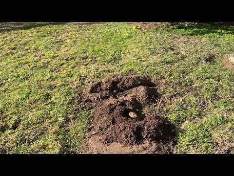 Have a gofer/mole appear Have a gofer/mole appear