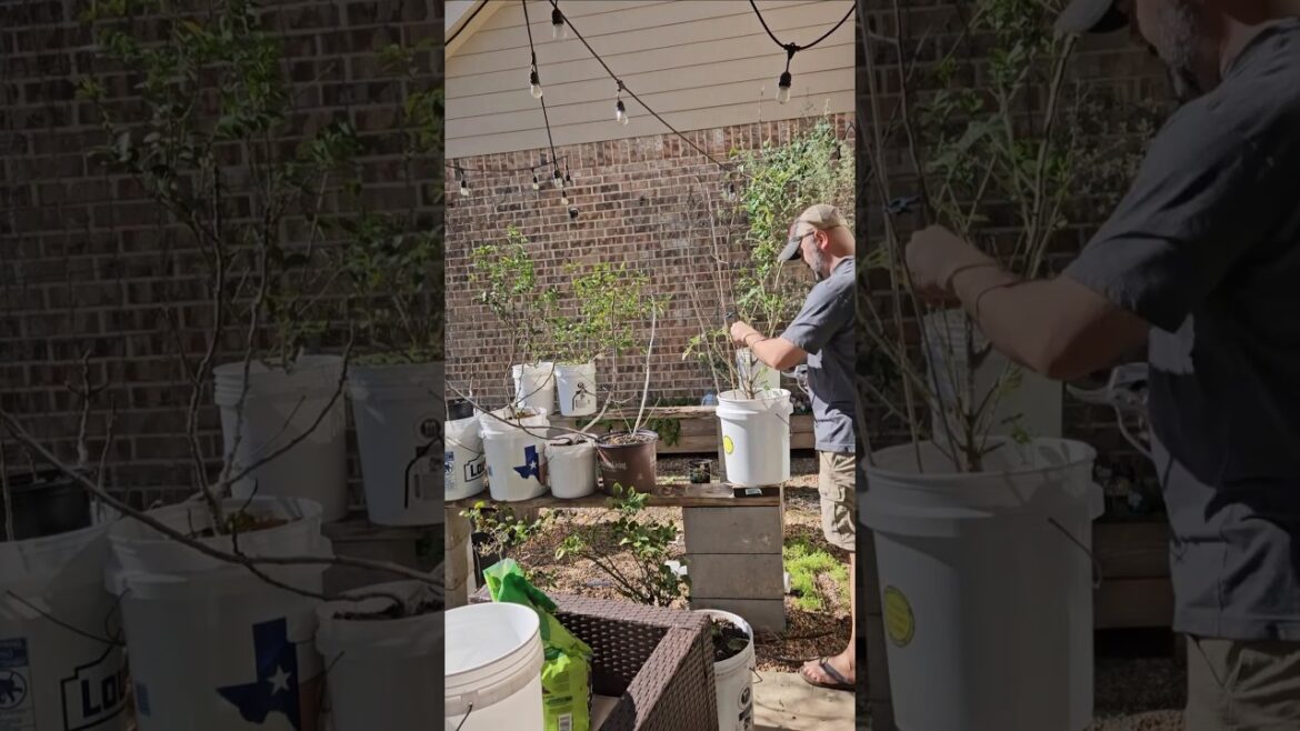 Moving the Container Garden Back Outside || DHBG #garden #gardening #gardeningforbeginners