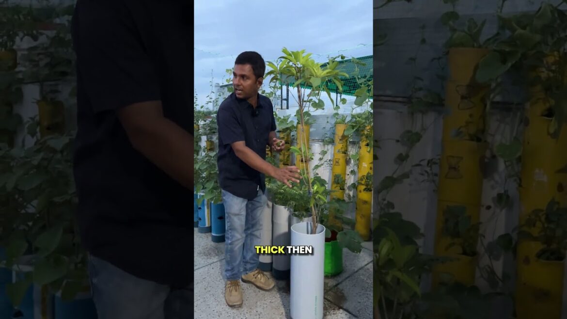 Grow Your Own Kitchen Garden in PVC Pipes 🍅🥬 #pvc #kitchengarden #shorts Grow Your Own Kitchen Garden in PVC Pipes 🍅🥬 #pvc #kitchengarden #shorts