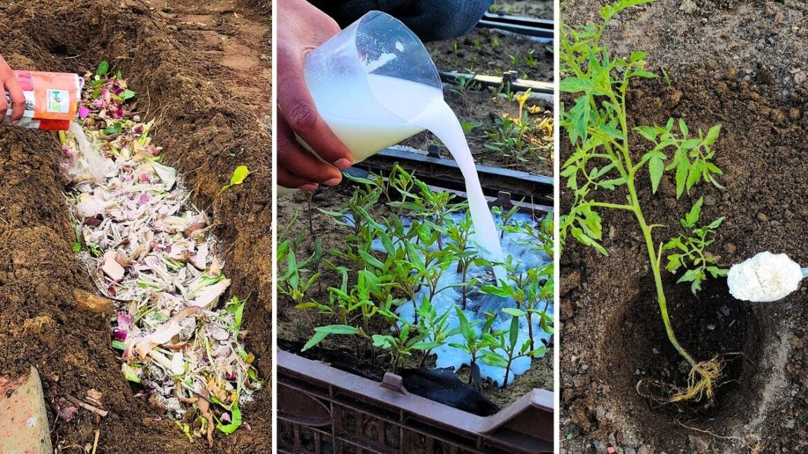 Unlock These Secret Gardening Tips – Your Plants Will Thank You!