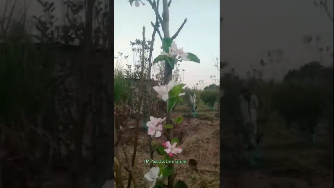 सफरचंद फुले | आणा सफरचंद झाडाची फुले #shorts #browsefeatures #youtube