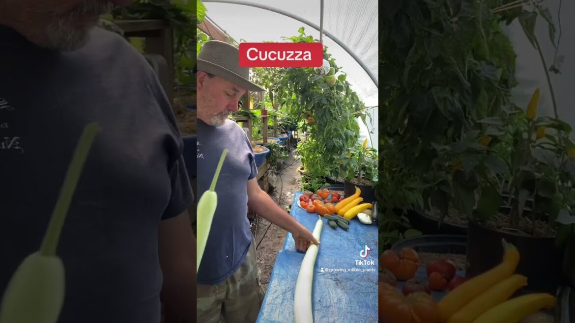 Growing Cucuzza #veggiegarden #greenhouses #cucuzza#Gardening ￼
