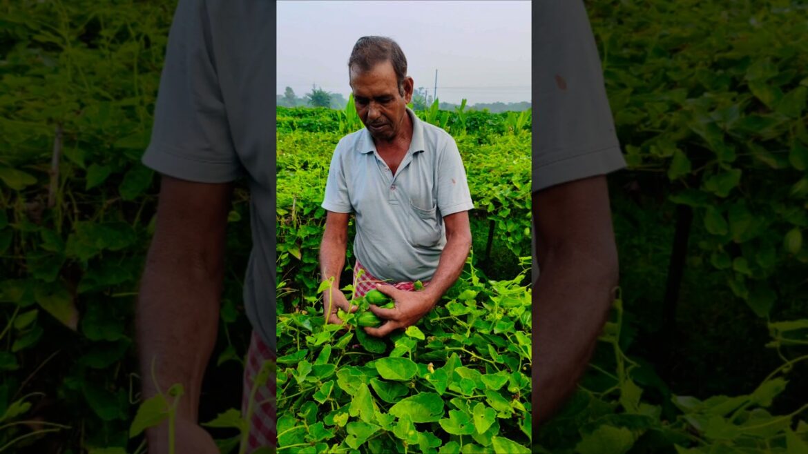 Foggy Farm Vibes: Watch This Farmer Harvest Pointed Gourd #shorts Foggy Farm Vibes: Watch This Farmer Harvest Pointed Gourd #shorts
