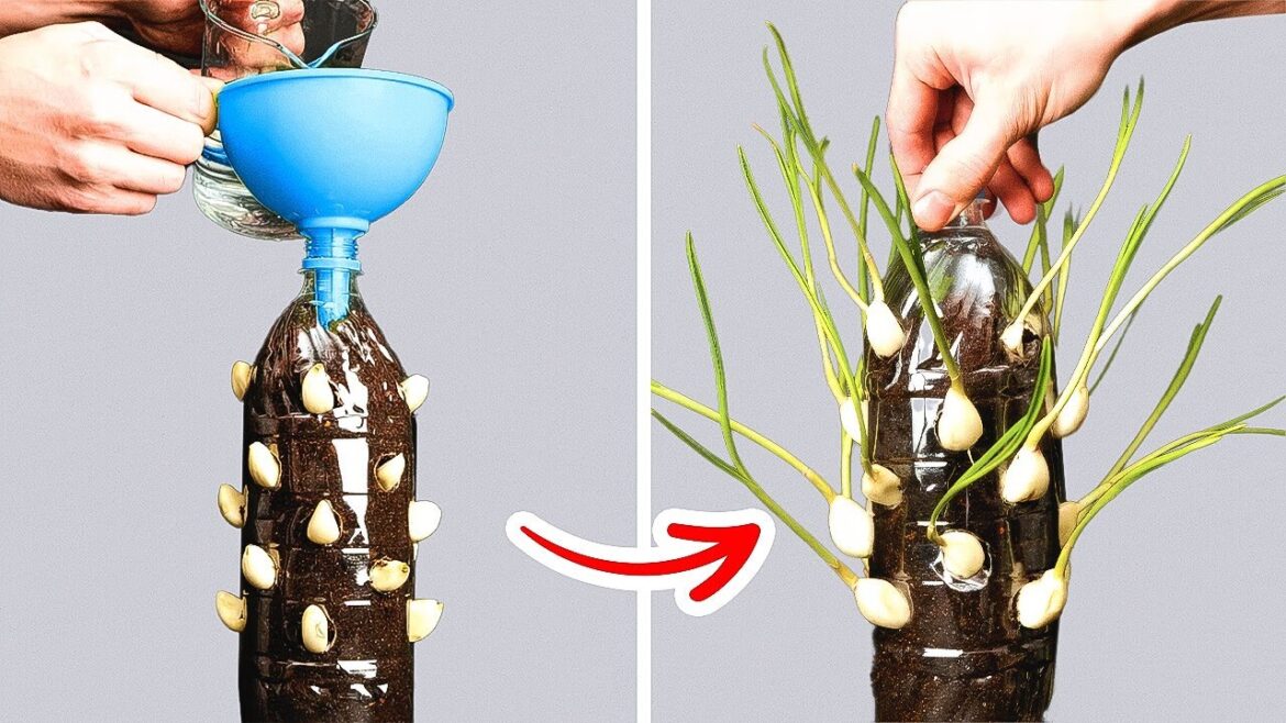 Gardening Shortcuts: Time-Saving Hacks for a Beautiful Garden Gardening Shortcuts: Time-Saving Hacks for a Beautiful Garden