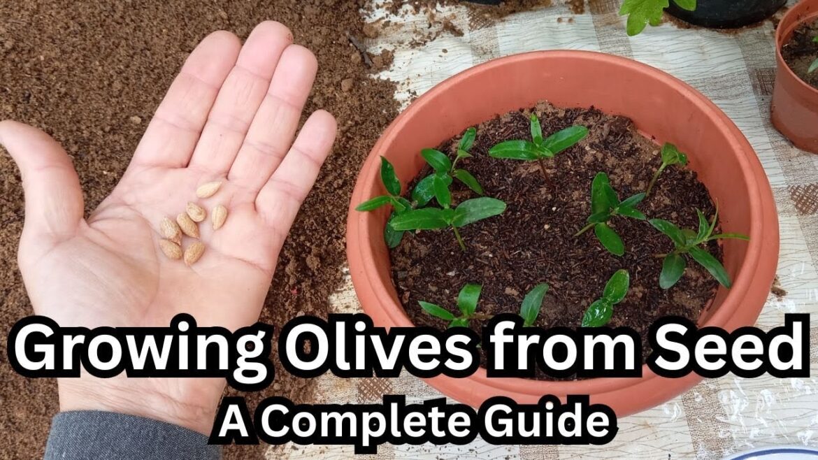 Growing Olives from Seed: A Complete Guide🌳#olive #olives #gardening #gardeningtips #seedstarting