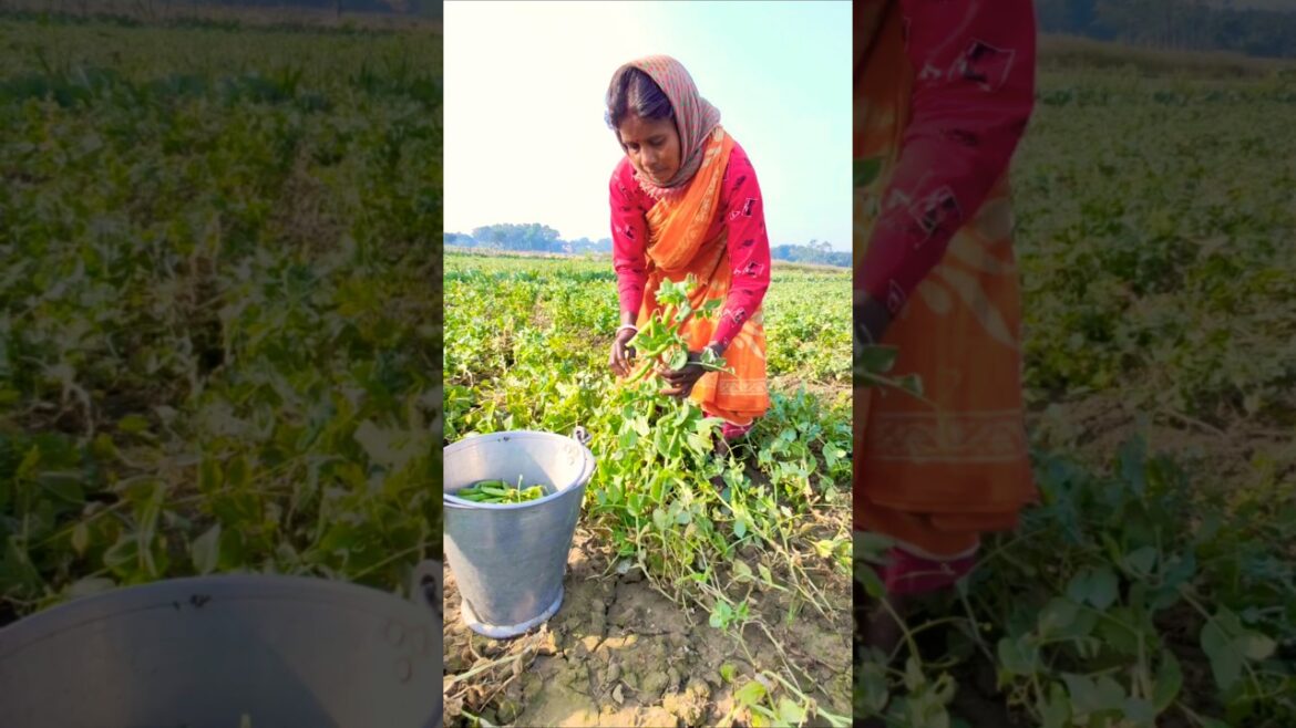 Fresh & Organic: Early Morning Pea Harvest in Action 🌞🌱 #shorts