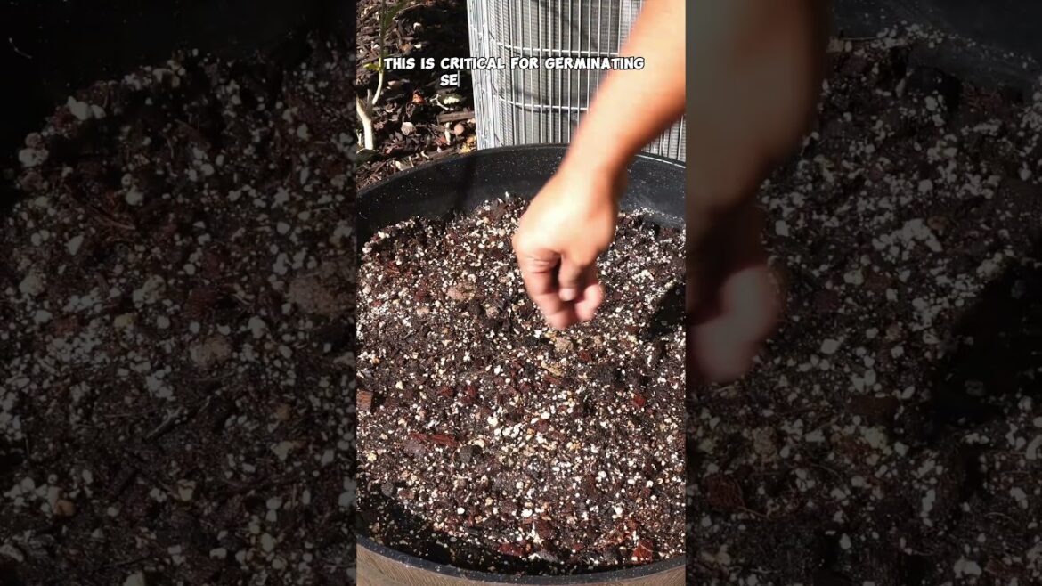 Straw Mulch Magic: Boost Germination & Enhance Your Garden’s Health!