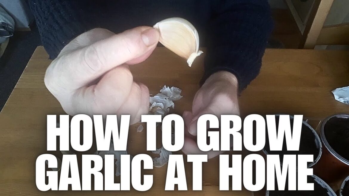 How to Grow Garlic at Home [Container Gardening ]