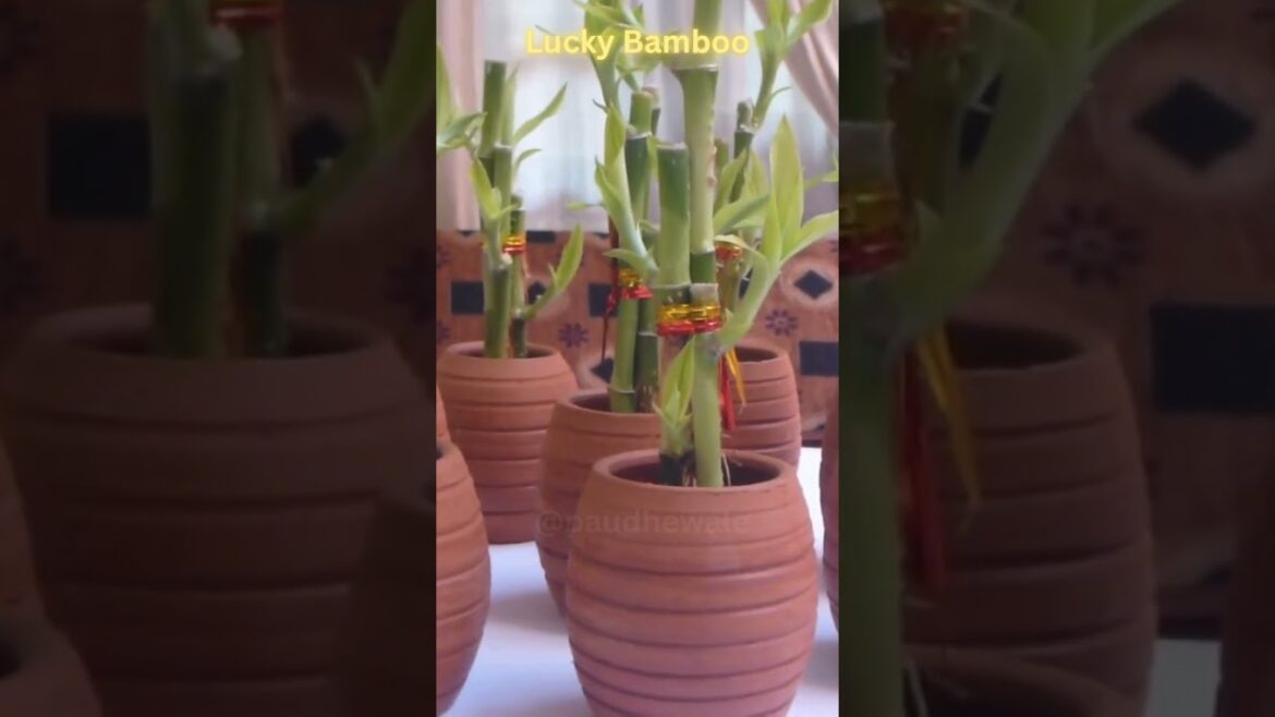 Lucky Bamboo  - At your Doorsteps -Buy Plants online india. #shorts #feed #gardening #lucky #plants