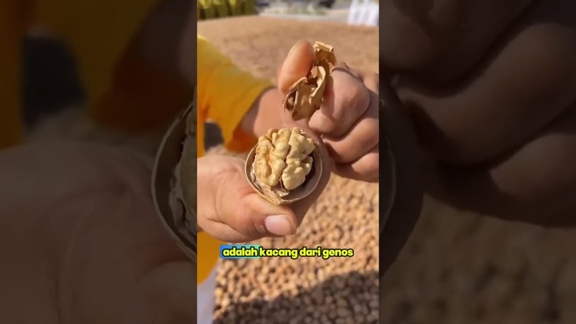 kacang otak  #buah #pertanian #shortvideo #fruit #pertanianchina #gardening #pertaniankreatif