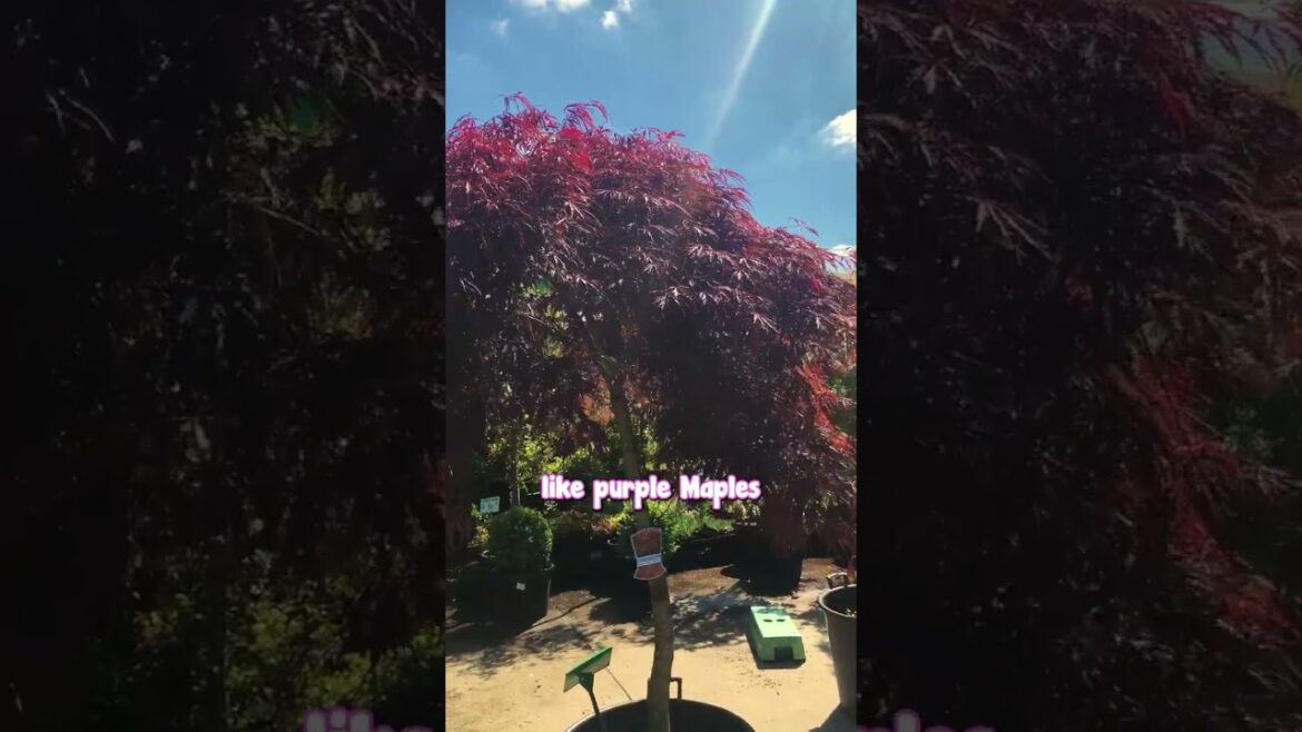 Looking for a Beautiful Tree in a Difficult Site? Consider Prunus Nigra! Looking for a Beautiful Tree in a Difficult Site? Consider Prunus Nigra!