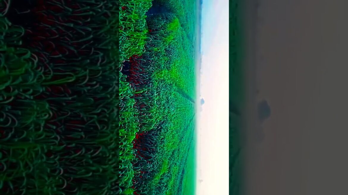 The Rural Farmers Revolutionizing Agriculture