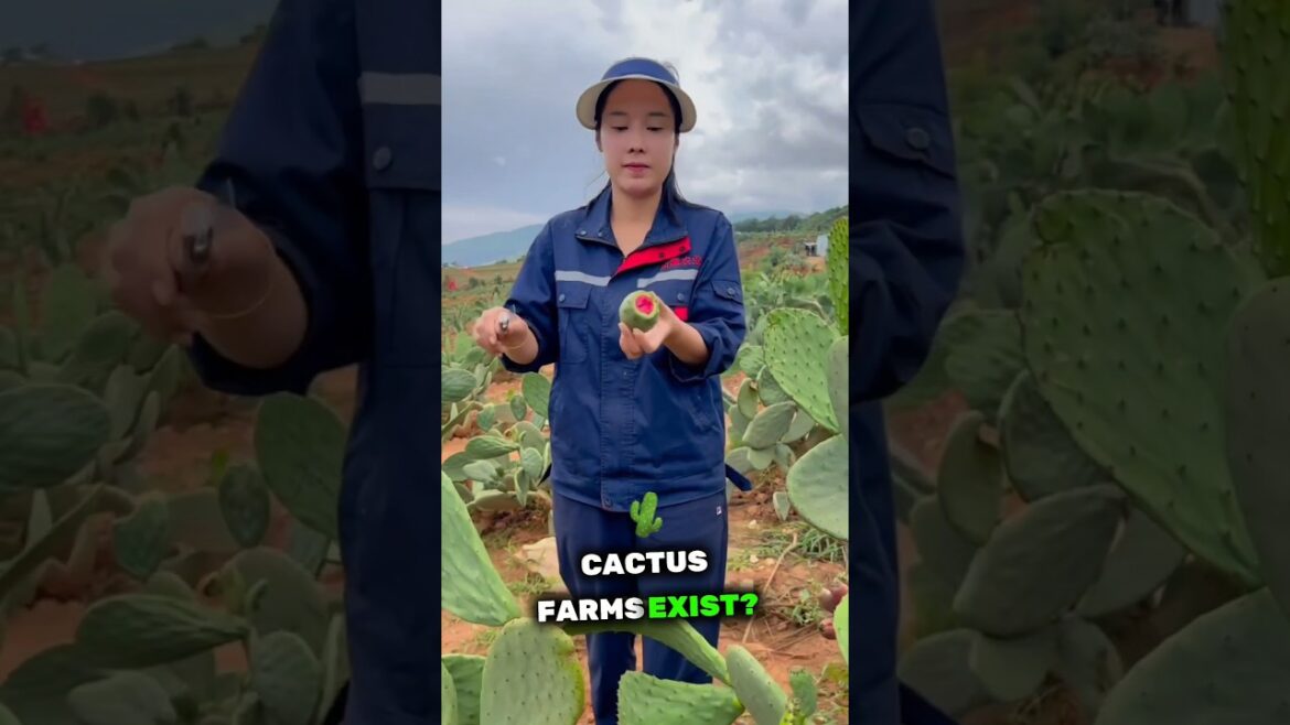 Cactus Farming 🌵 Sustainable Agriculture for Arid Regions #shortsvideo  #agricultureeducation