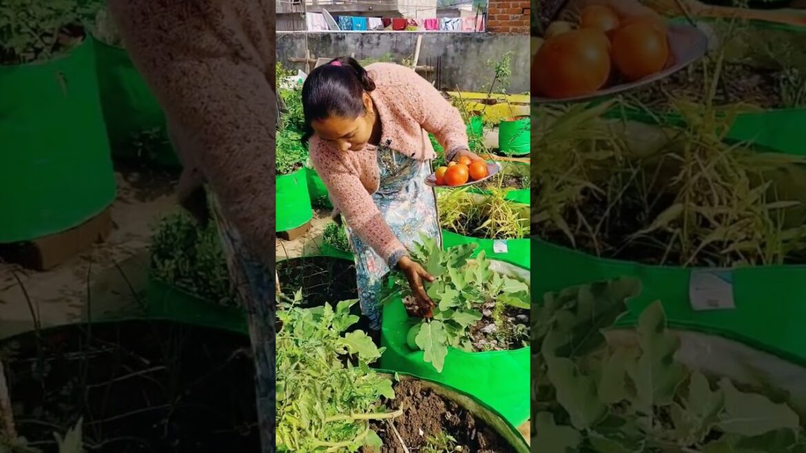 Winter vegetable harvest #shortvideo #gardening #terracekitchengarden #viralvideo #ytshorts #shorts Winter vegetable harvest #shortvideo #gardening #terracekitchengarden #viralvideo #ytshorts #shorts