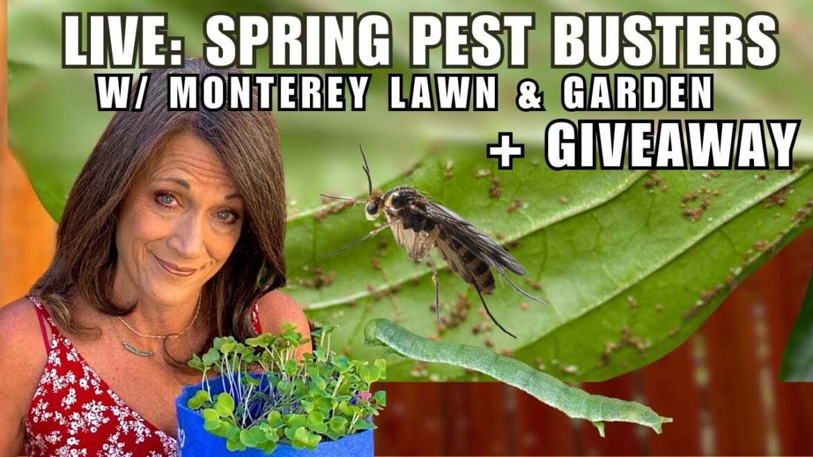 CaliKim: LIVE: Spring Pest Busters: Organic Solutions + Giveaway with Monterey Lawn & Garden LIVE: Spring Pest Busters: Organic Solutions + Giveaway with Monterey Lawn & Garden