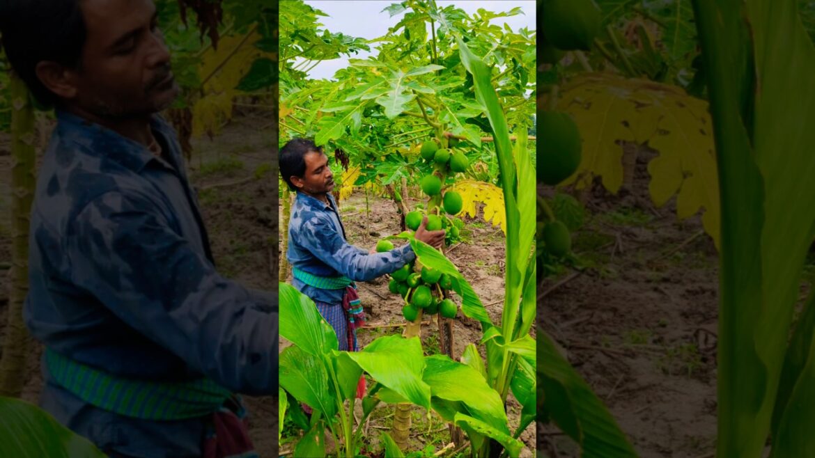 Nature’s Gift: Farmer Harvests Fresh Green Papaya at Dawn #shorts