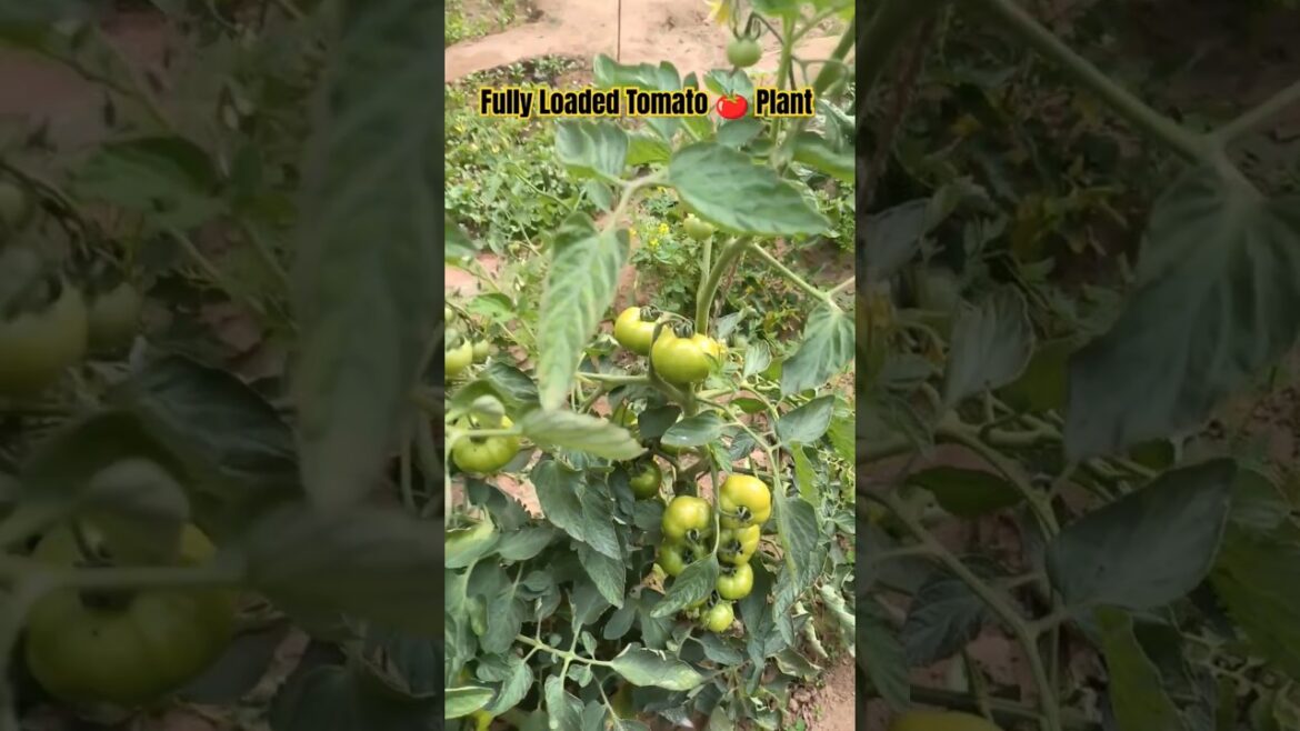 Tomator 🍅 Se Bhara Hua paudha / #farming #tomato #garden #gardening #vegetablegardening
